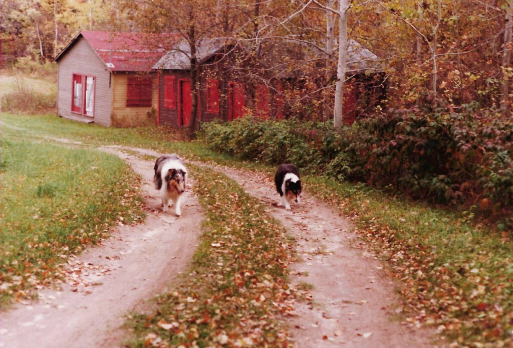 Dogs trot along the road past the cabins in autumn